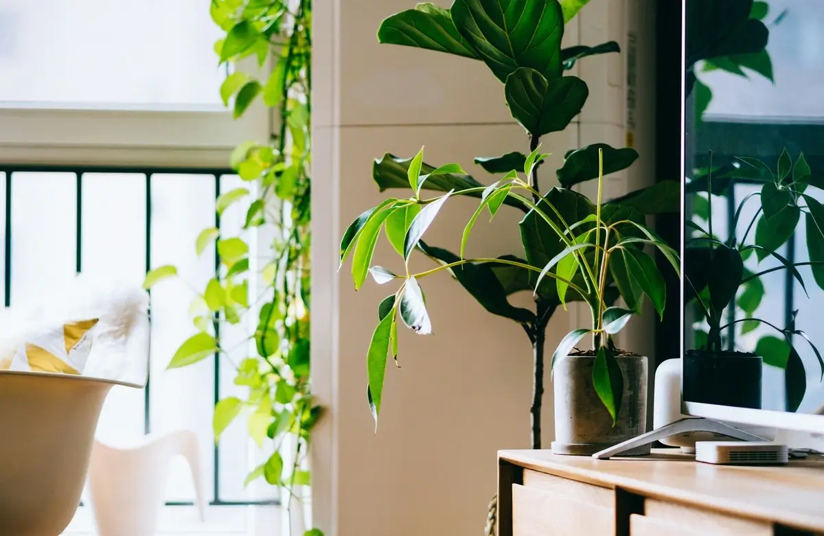 Adding Indoor Plants for Freshness in Office